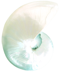 Aquamarine sea shell