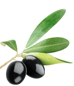 Black Olive Branch