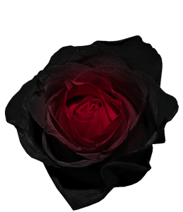 Gentle Black Rose