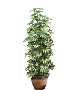 Green & Yellow Leaves