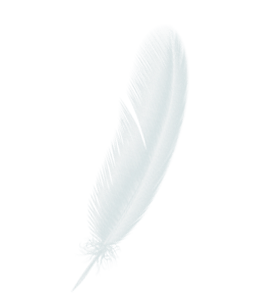 White Feather in Air