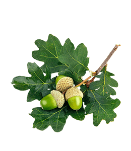 Acorn Leaf Oak