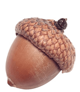 Acorn nut