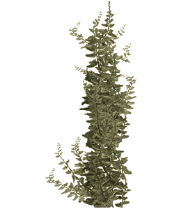 Algae Seaweed Coral