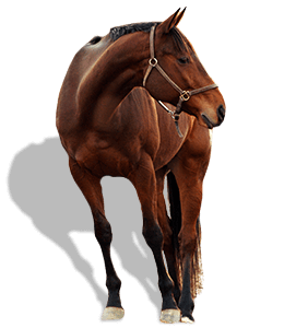 Arabian Brown horse