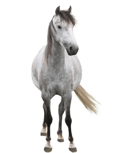 Arabian Grey Horse