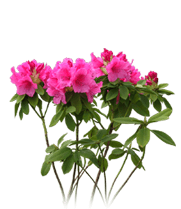 Azalea pink flower