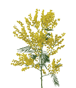 Banch of mustard Brassica Rapa
