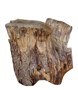 Bark wood