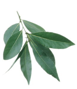 Bay green leaves