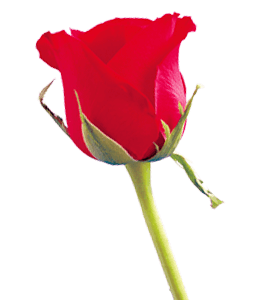 Beautiful and bright red rose