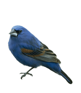 Beautiful Blue Bird illustration