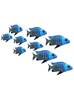 Beautiful blue fishes