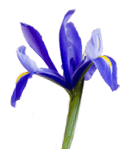 Beautiful blue iris flower