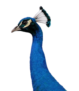 Beautiful blue neck of peacock