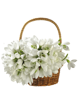 Beautiful bunch of white flowers in a basket