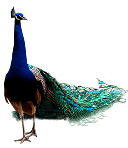 Beautiful colors of peacock