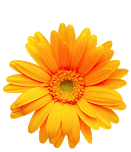 Beautiful common yellow Daisy