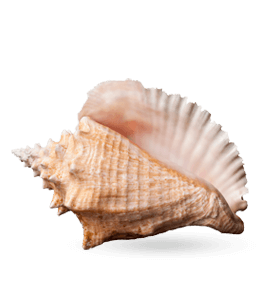 Beautiful conch