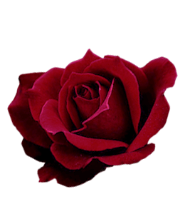 Beautiful dark red rose