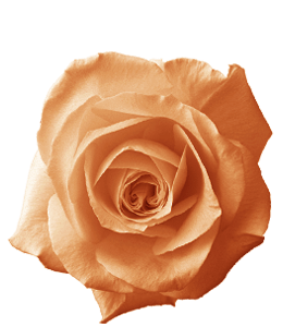 Beautiful dull orange rose flower