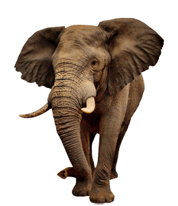 Beautiful elephant