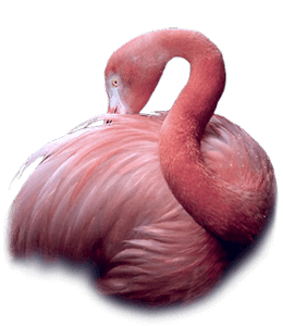 Beautiful flamingo bird
