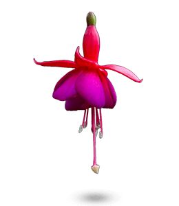 Beautiful fuchsia flower