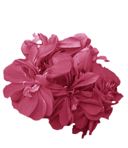 Beautiful geranium flower