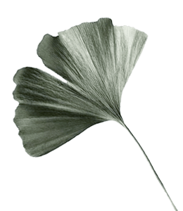 Beautiful ginkgo leaf
