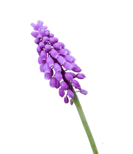 Beautiful lavender flower stick