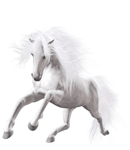 Beautiful light gray color horse