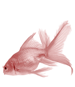 Beautiful light pink fish