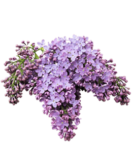 Beautiful lilac flower