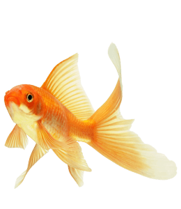 Beautiful orange color goldfish