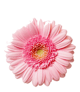 Beautiful pink gerbera flower