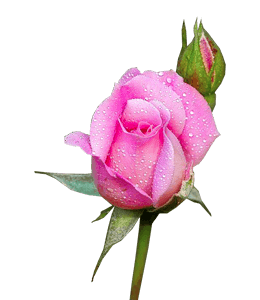 Beautiful pink rose buds