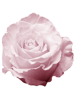 Beautiful pink rose flower