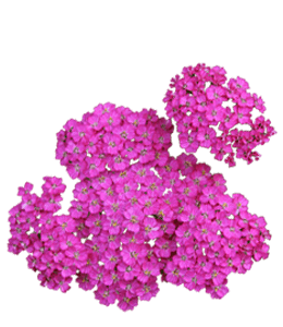 Beautiful pink yarrow flowers