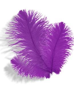 Beautiful purple feather