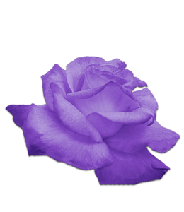 Beautiful purple rose flower
