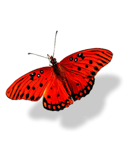 Beautiful red and black butterfly