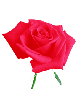 American Rose color hex code is #FF033E