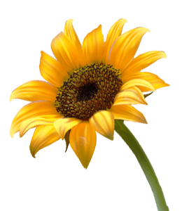 Beautiful shade of sunflower