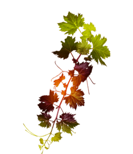 Beautiful shades of grapevine