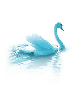 Beautiful swan in lake