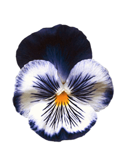 Beautiful viola flower