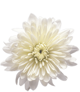 Beautiful white flower poster