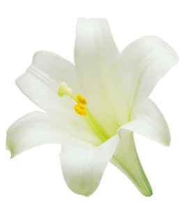Beautiful white lily flower
