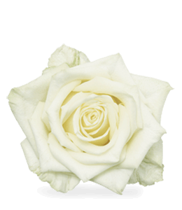 Beautiful white rose flower